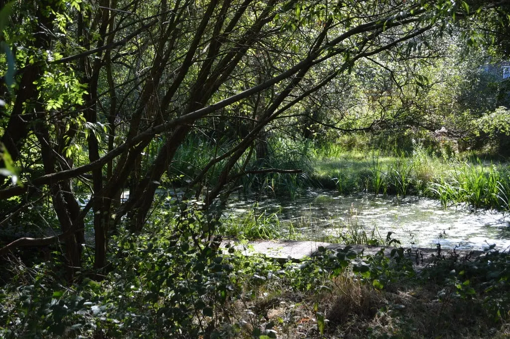Photo of Stanmore Country Park, a country park near Watford, London, England.