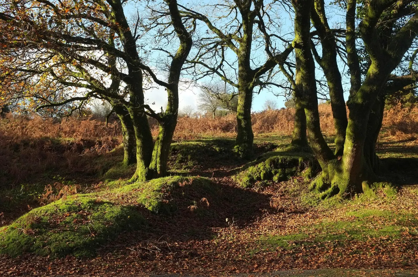 Photo of Leusdon Common, a Site of Special Scientific Interest near Buckland-in-the-Moor in Dartmoor, Devon, south west England.