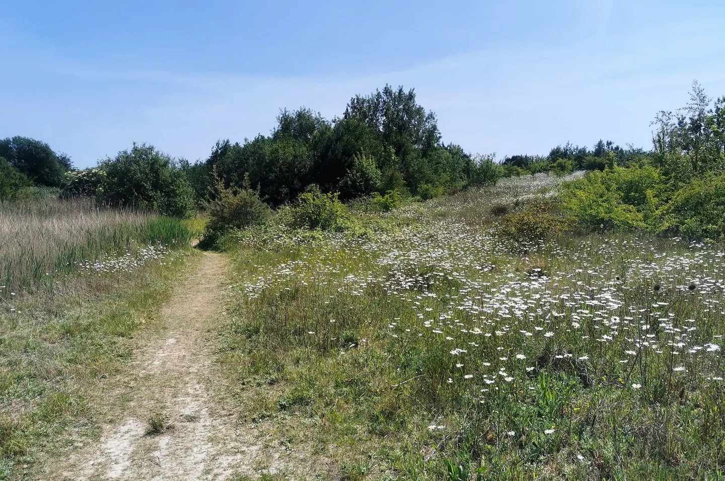 Photo of Shinewater Park, a country park near Pevensey, East Sussex, south east England.