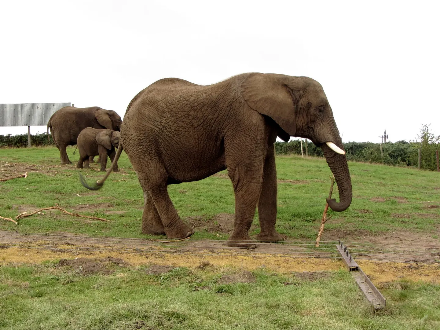 Photo of West Midlands Safari Park, a visitor attraction near Bewdley, Worcestershire, central England.
