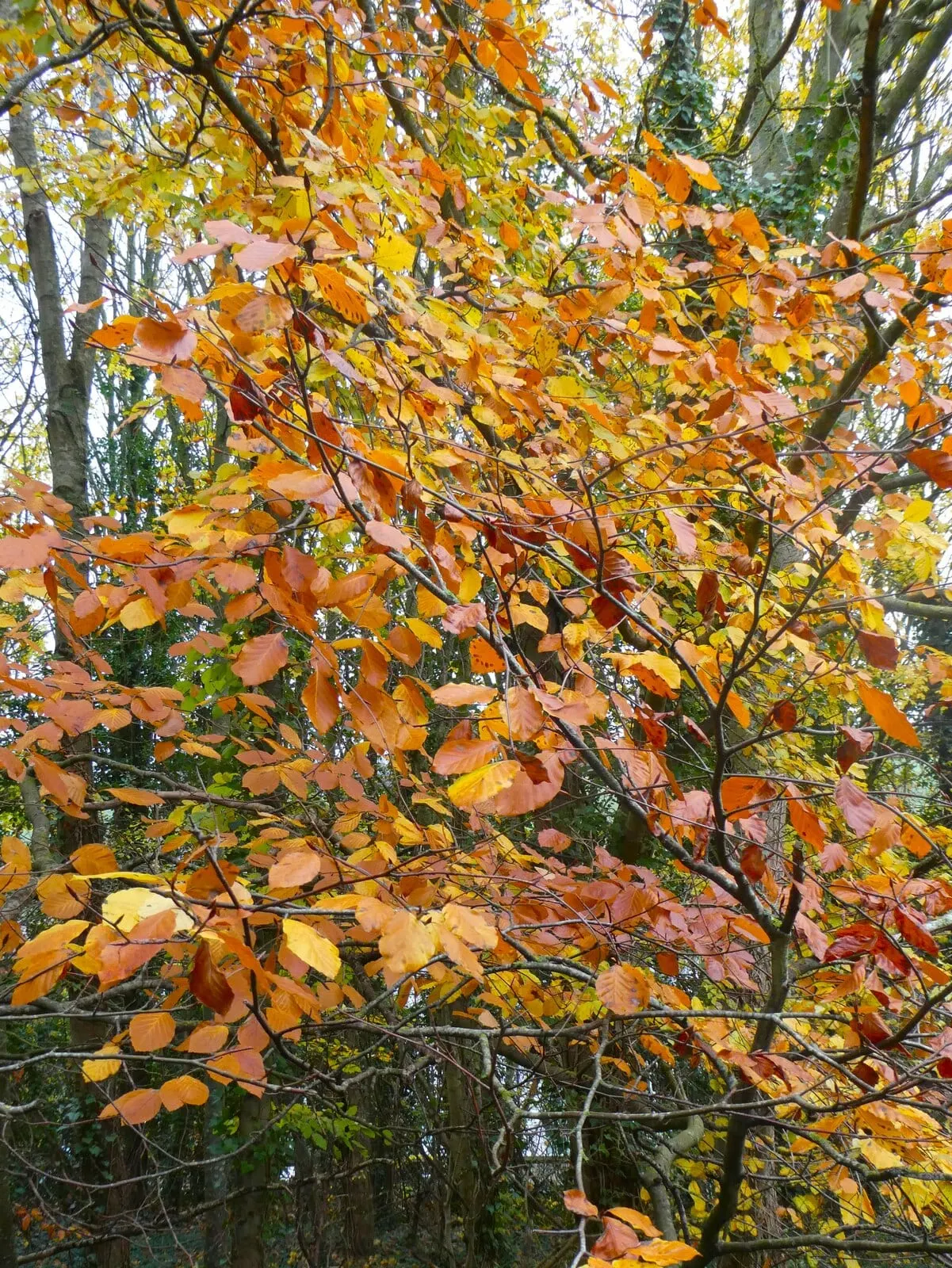 Photo of Capstone Farm Country Park, a country park near Rochester, Kent, south east England.