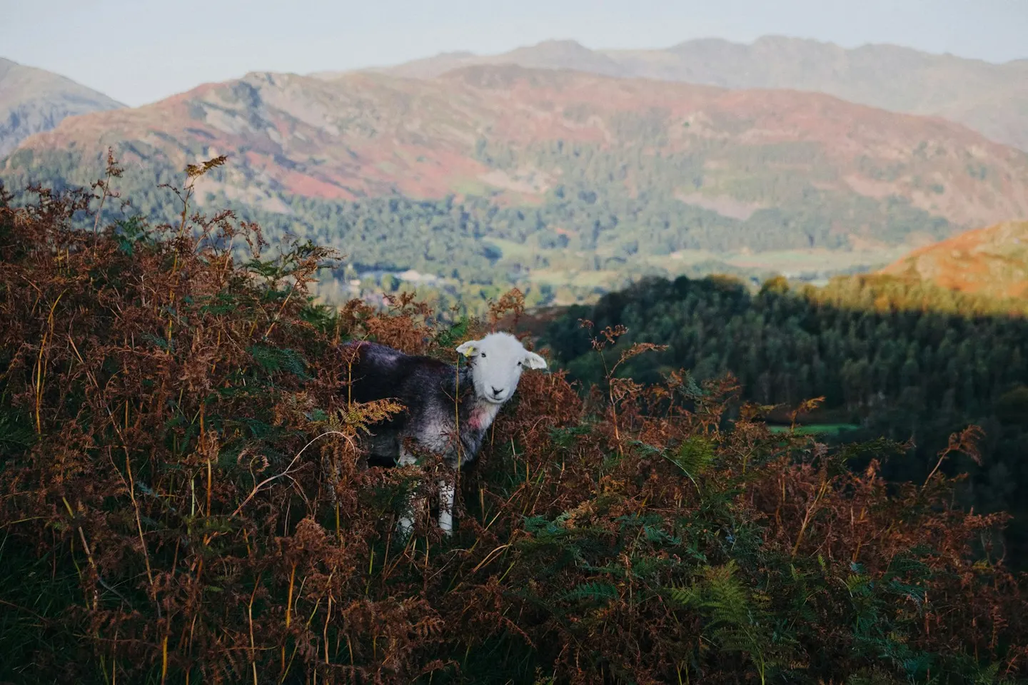 Photo: Lingmoor Fell, a 470m Lake District fell near Chapel Stile, Cumbria, north west England.