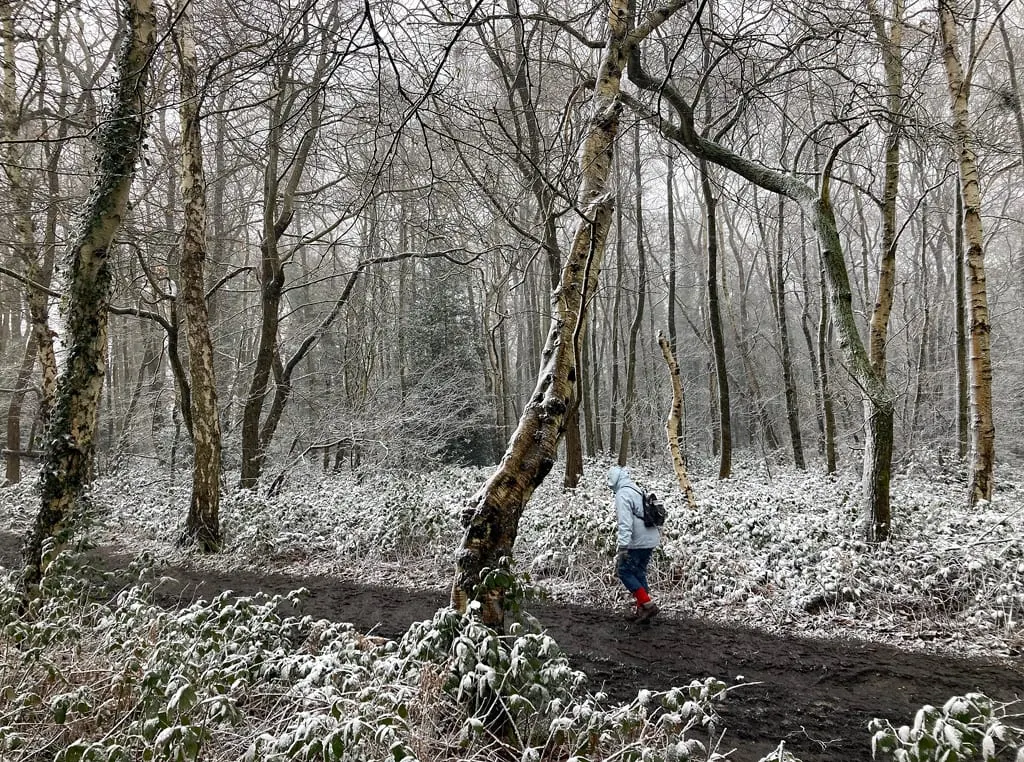 Photo of Petts Wood, a nature reserve near Shoreham, London, England.