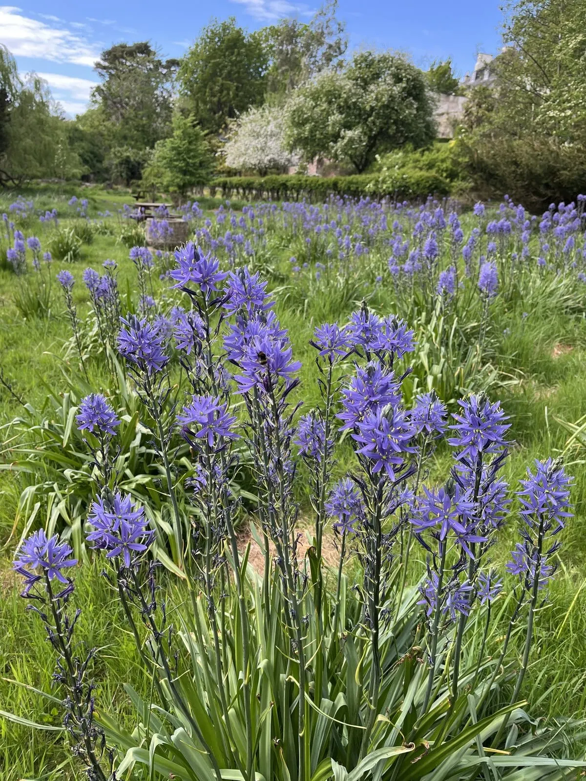 Photo of Inveresk Lodge Garden, a garden near Musselburgh, East Lothian, central Scotland.