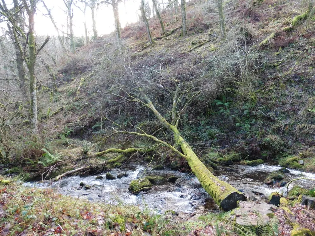 Photo of Horner Wood, a landmark near Porlock in Exmoor, Somerset, south west England.