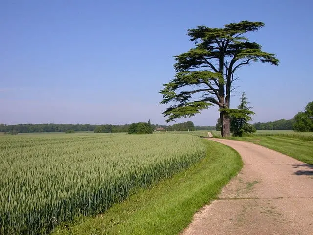 Photo of Whittlewood Forest, a Site of Special Scientific Interest near Stony Stratford, Northamptonshire, central England.