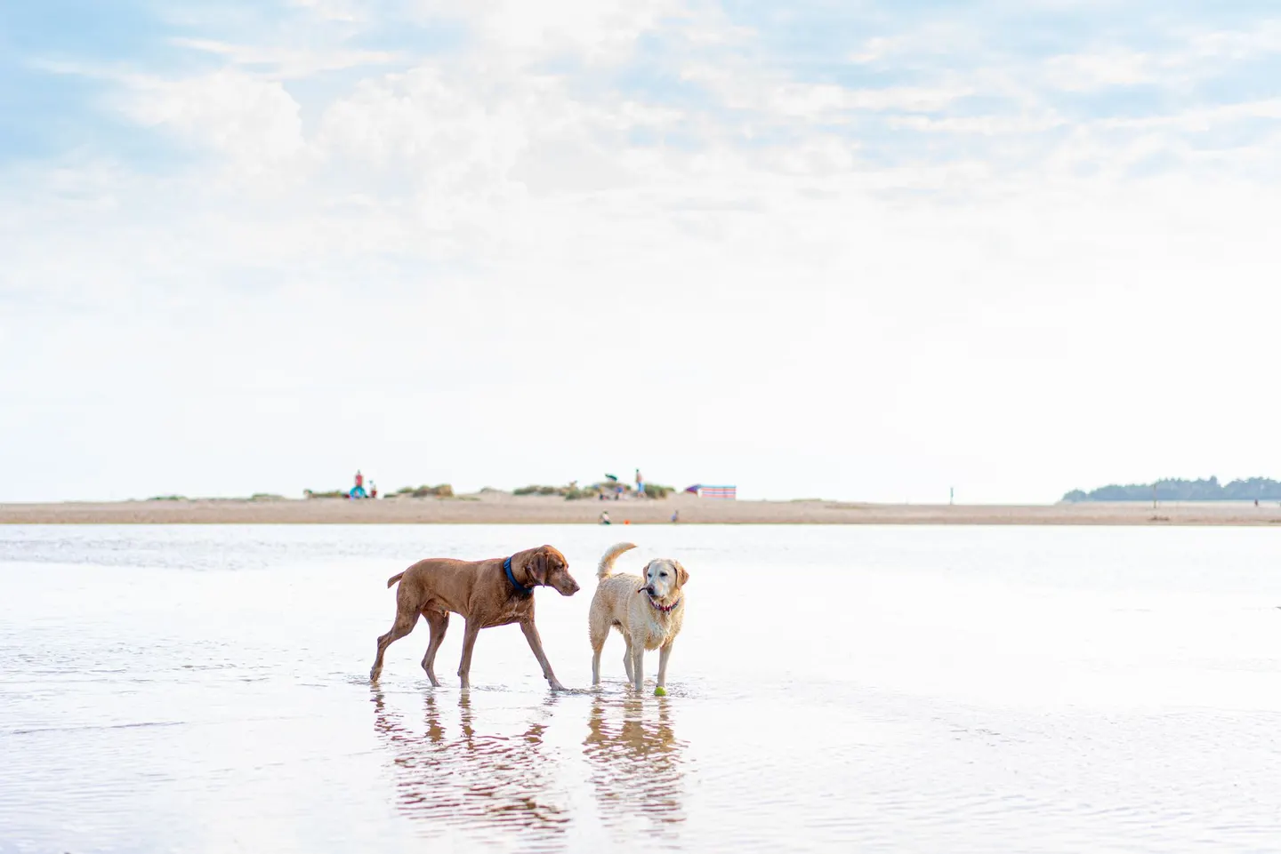 Photo of Holkham, a National Nature Reserve near Wells-next-the-Sea, Norfolk, eastern England.