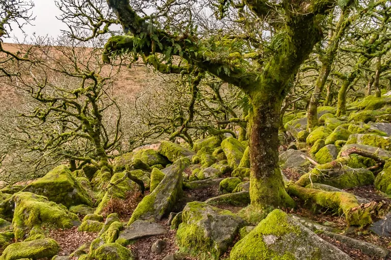 Photo of Wistman's Wood, a National Nature Reserve near Postbridge in Dartmoor, Devon, south west England.
