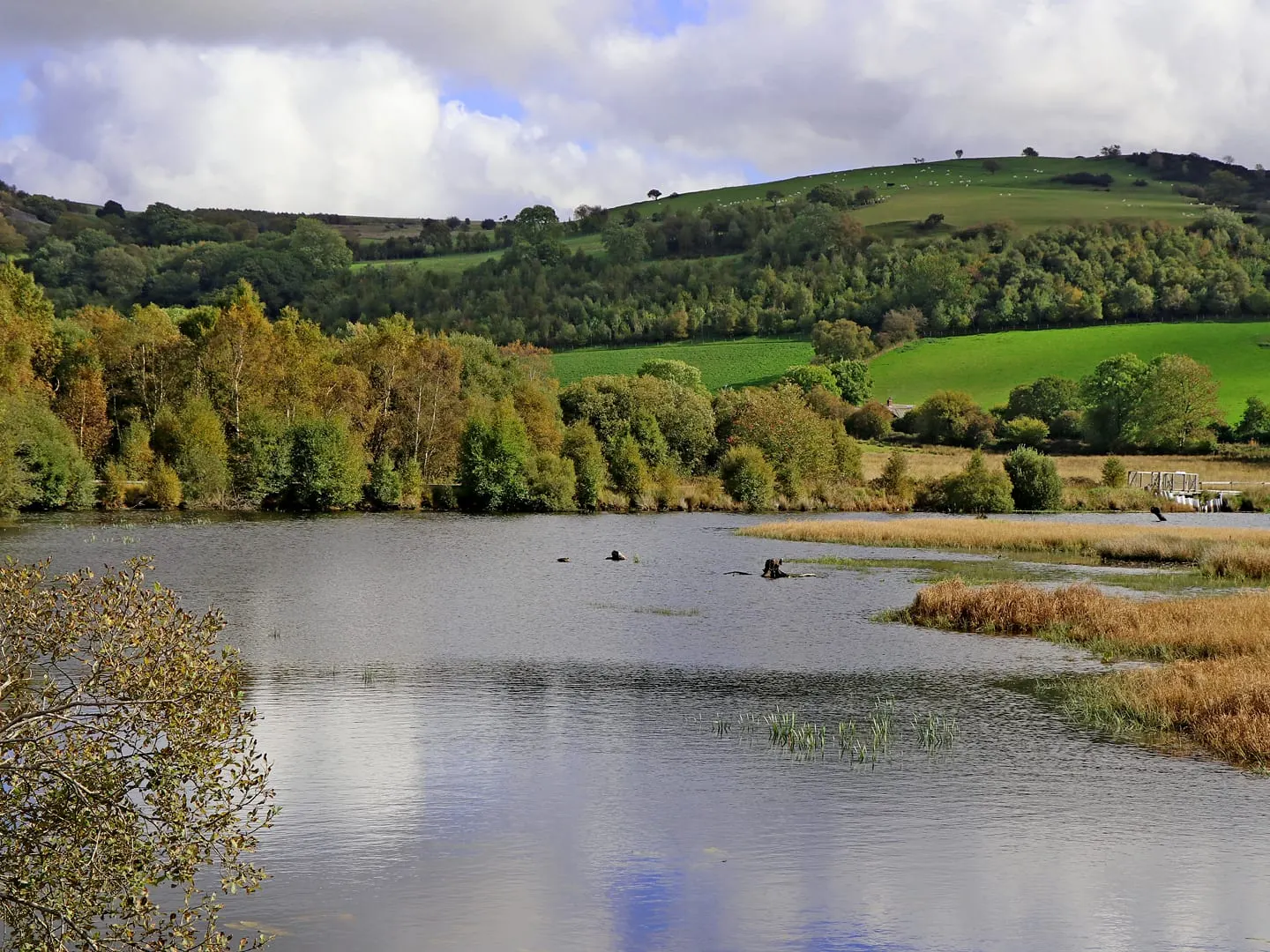 Photo of Cors Caron National Nature Reserve, a nature reserve near Pontrhydfendigaid, Ceredigion, mid Wales.