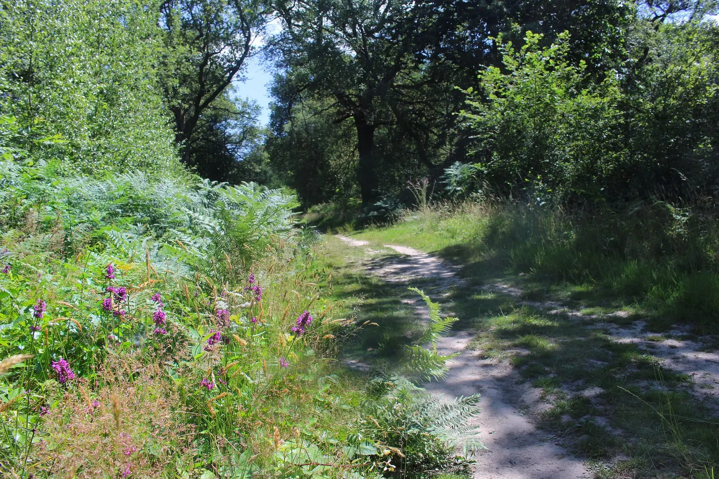 Photo of Pamber Forest and Silchester Common, a Site of Special Scientific Interest near Kingsclere, Hampshire, south east England.