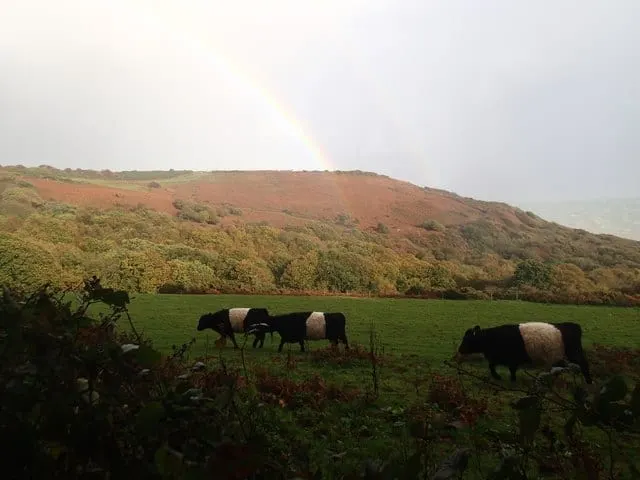 Photo of Fairlight Glen, a cove near Hastings in the High Weald, East Sussex, south east England.
