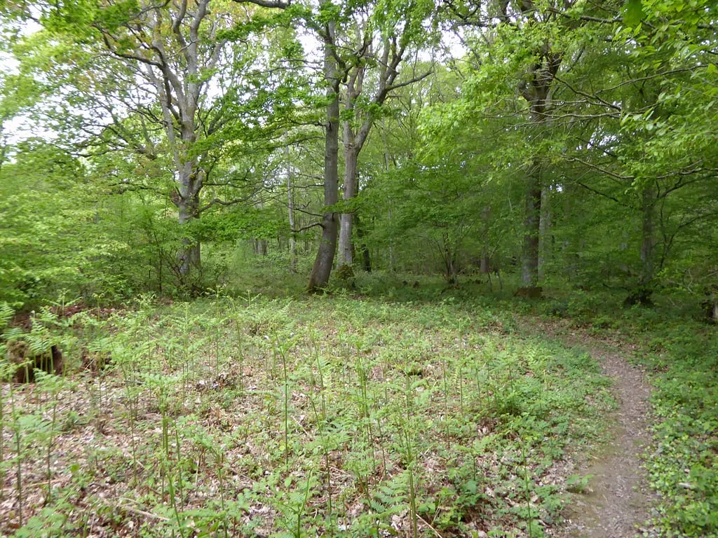 Photo of Fore Wood, a Site of Special Scientific Interest near Battle in the High Weald, East Sussex, south east England.