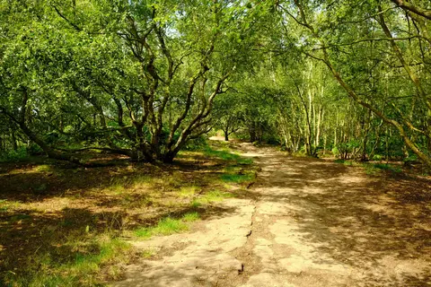 Photo of Thurstaston Common, a Site of Special Scientific Interest in Merseyside, north west England.