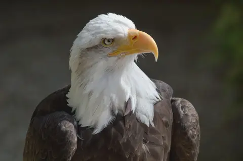 Photo of Hawk Conservancy Trust, a visitor attraction near Nether Wallop, Hampshire, south east England.