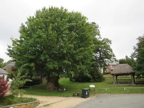 Photo of Tolpuddle Martyrs' Tree, an ancient site near Briantspuddle, Dorset, south west England.