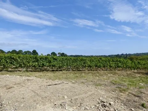 Photo of Beacon Down Vineyard, a vineyard near Heathfield in the High Weald, East Sussex, south east England.