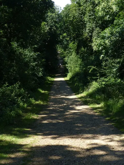 Photo of Staunton Country Park, a country park near Chalton, Hampshire, south east England.