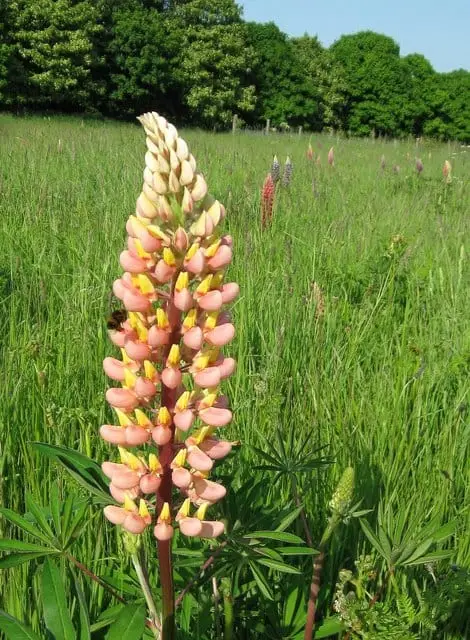 Photo of Terwick: Church Field, a country estate near Midhurst in the South Downs, West Sussex, south east England.