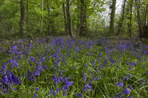 Photo of Colemere Country Park, a country park near Ellesmere, Shropshire, central England.