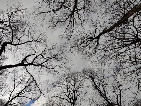 Photo of Queenswood Country Park, a country park near Leominster, Herefordshire, central England.