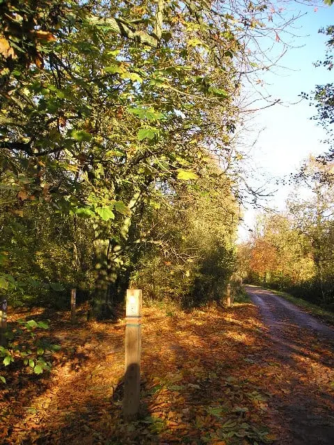 Photo of Salcey Forest, a visitor attraction near Stoke Bruerne, Northamptonshire, central England.