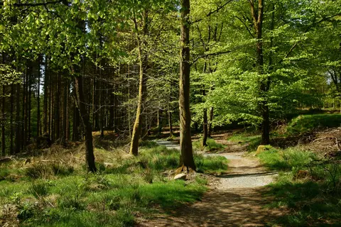 Photo of Grizedale Forest, a visitor attraction near Coniston in the Lake District, Cumbria, north west England.