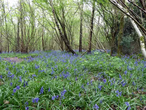 Photo of Woods Mill, a nature reserve near Fulking in the South Downs, West Sussex, south east England.