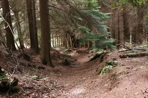 Photo of Dallington Forest, a Site of Special Scientific Interest near Rushlake Green in the High Weald, East Sussex, south east England.
