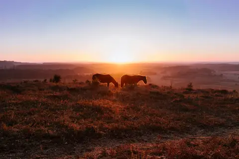 Photo of the New Forest, a National Park in England.