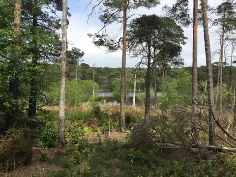 Photo of Brownsea Island, an island in Dorset, south west England.