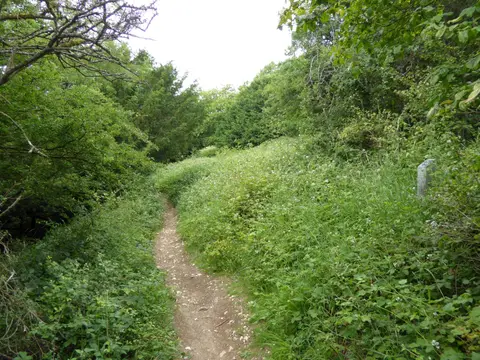 Photo of Kingley Vale, a National Nature Reserve near Singleton in the South Downs, West Sussex, south east England.