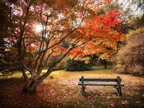 Photo of Westonbirt Arboretum, a Grade I registered house & garden near Sherston in the Cotswolds, Gloucestershire, south west England.