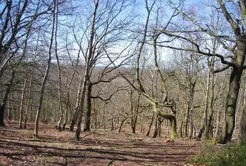 Photo of Oldbury and Seal Chart, a Site of Special Scientific Interest near Ightham, Kent, south east England.