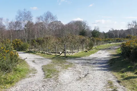 Photo of Lightwater Country Park, a country park near Chobham, Surrey, south east England.
