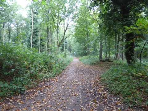 Photo of Holt Country Park, a country park in Norfolk, eastern England.
