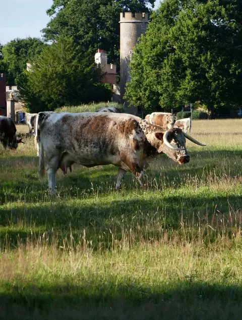 Photo of Knepp Walled Garden, a garden near Dial Post, West Sussex, south east England.