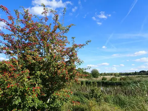 Photo of Jeskyns Country Park, a country park near Rochester, Kent, south east England.