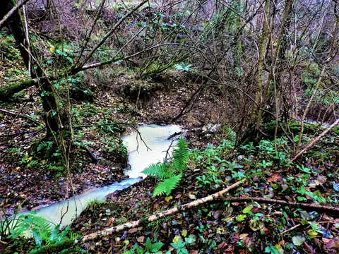 Photo of River Line, a Site of Special Scientific Interest near Battle in the High Weald, East Sussex, south east England.