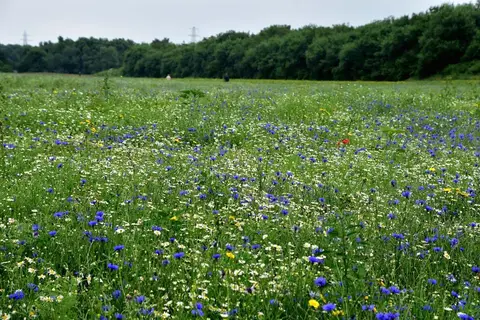 Photo of Rimrose Valley Country Park, a country park near Liverpool, Merseyside, north west England.