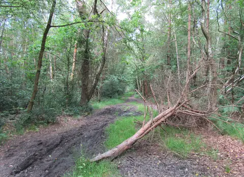 Photo of Bramshott and Ludshott Commons, a Site of Special Scientific Interest near Haslemere, Hampshire, south east England.