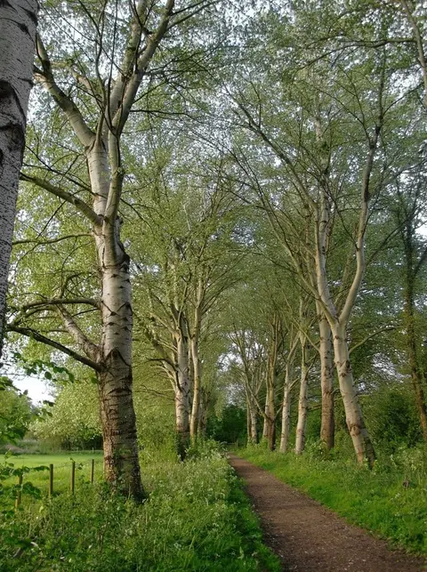 Photo of Ankerwycke, a country estate near Eton, Berkshire, south east England.