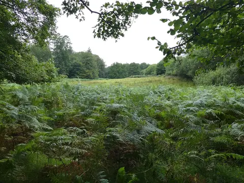 Photo of Bolderwood, a landmark near Lyndhurst in the New Forest, Hampshire, south east England.