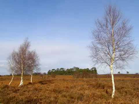 Photo of Ibsley and Rockford Commons, a country estate near Burley in the New Forest, Hampshire, south east England.