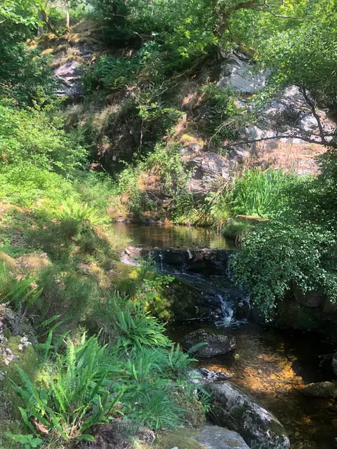 Photo of Coedydd Maentwrog, a nature reserve in Eryri, Gwynedd, north Wales.
