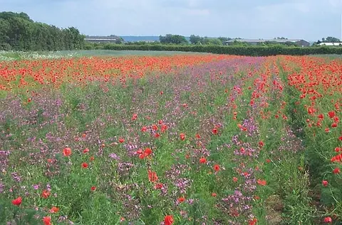 Photo of Naturescape Wildflower Farm, a farm & farm shop near Langar, Nottinghamshire, central England.