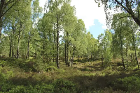 Photo of Rothiemurchus Estate, a visitor attraction near Aviemore in the Cairngorms, Highland, the Scottish Highlands and Islands.
