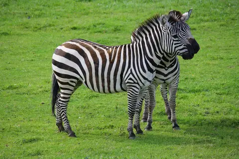 Photo of Blair Drummond Safari & Adventure Park, a visitor attraction near Doune, Stirling, central Scotland.