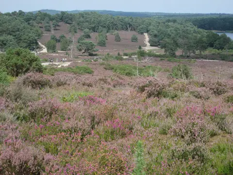 Photo of Frensham Country Park, a country park near Tilford, Surrey, south east England.