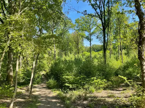 Photo of Maplehurst Wood, a Site of Special Scientific Interest near Hastings in the High Weald, East Sussex, south east England.