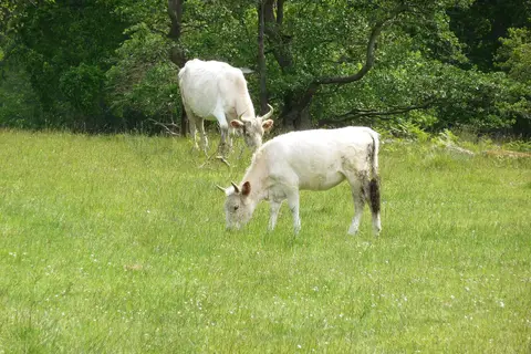 Photo of Chillingham Wild Cattle, a visitor attraction near Chatton, Northumberland, north east England.